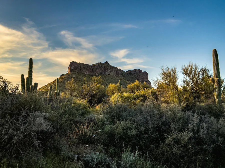 Sonoran desert landscape with saguaro cacti near Green Valley, Arizona
